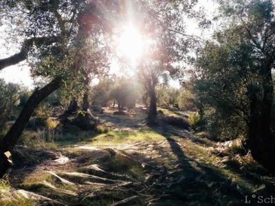 Licht und Schatten im Olivenhain