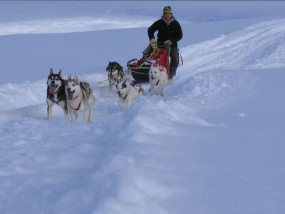 Hundeschlittenfahrt durch die verschneite Winterwelt Schwedens (Foto: Jokkmokkguiderna)