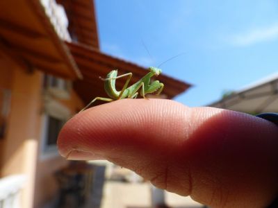 gottesanbeterin korfu griechenland