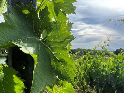 Weinbl�tter Sonne Natur Weitblick