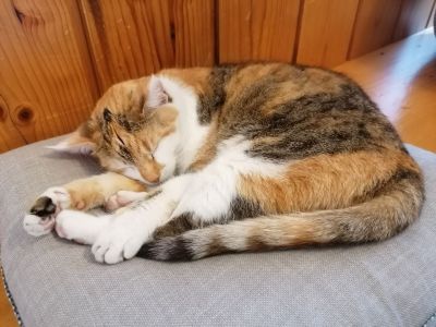 yoga urlaub auszeit muehlviertel altenfelden kleebauerhof �sterreich