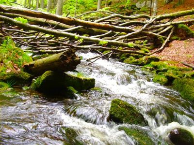 eseltrekking bayerischer wald auszeit entschleunigung
