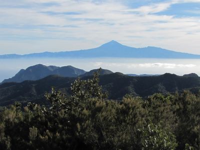 whale watching inselausflug gomera 