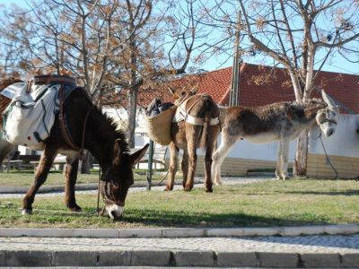 Wanderwoche mit Gep�cktransport durch Esel an der Algarve Costa Vicentina Portugal