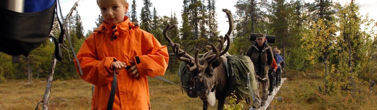 familie reise lappland sommer rentier
