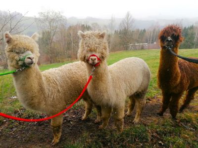 yoga urlaub auszeit muehlviertel altenfelden kleebauerhof �sterreich