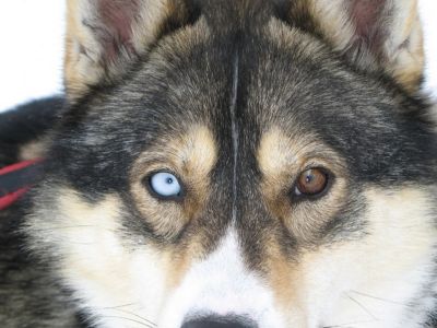 Husky - DER Schlittenhund (Foto: Jokkmokkguiderna)
