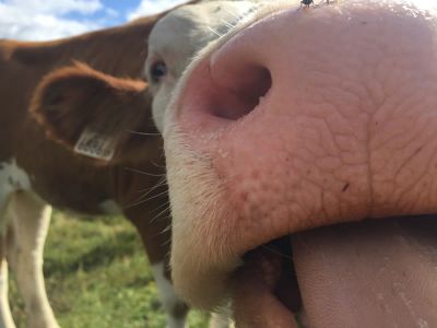 Auszeit Urlaub f�r Singles in Tirol