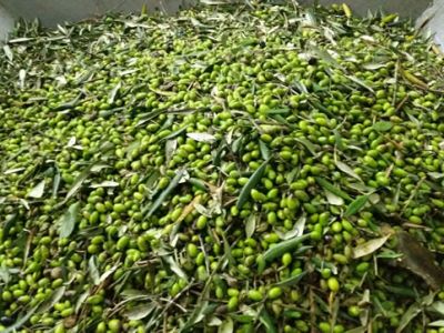 Oliven und Bl�tter