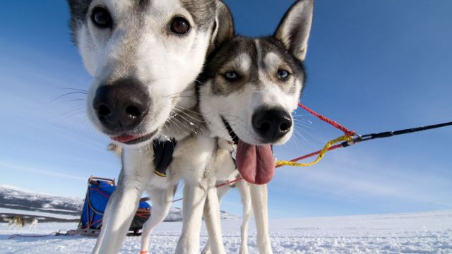 Hundeschlittenabenteuer in Lappland