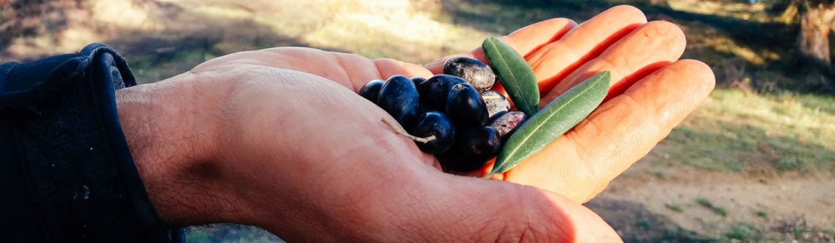 Reise zur Olivenernte Korfu Griechenland