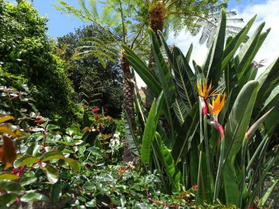 wanderreise blumeninsel madeira strelitzien