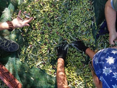 Oliven verlesen: Viele H�nde helfen mit