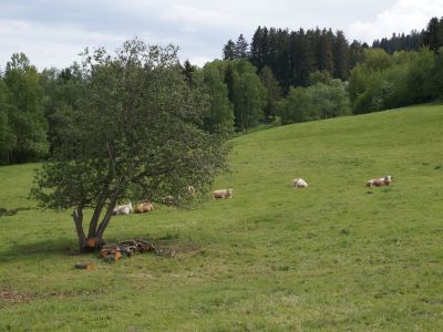 kuhweide thueringer wald rennsteig