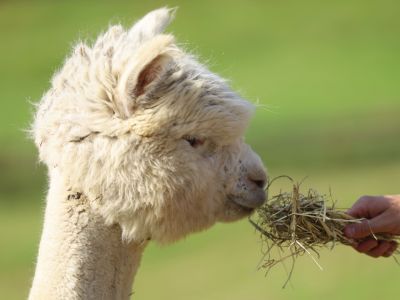 yoga urlaub auszeit muehlviertel altenfelden kleebauerhof �sterreich