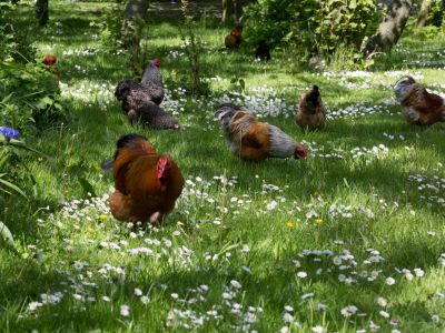 H�hner im Garten Familienurlaub am Watt