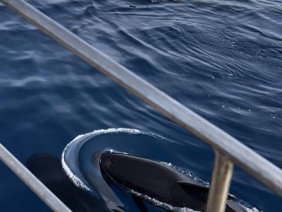 Grindwale Delfine Segelt�rn