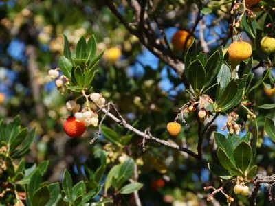 Urlaub und Wandern in den Bergen im Agriturismo auf Sardinien