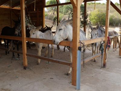 Wanderurlaub mit Gep�cktransport durch Esel Agarve Portugal