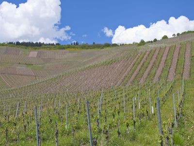 deutschland wandern mit gepaecktransport moselsteig weinberg