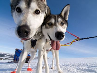 Zwei die darauf warten, dass es los geht (Foto: Jokkmokkguiderna)