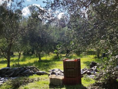 Kisten mit Oliven im Olivenhain