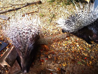 yoga urlaub auszeit muehlviertel altenfelden kleebauerhof �sterreich