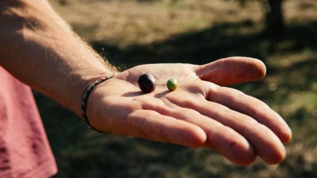 reise olivenernte oliven�l korfu gruppenreise