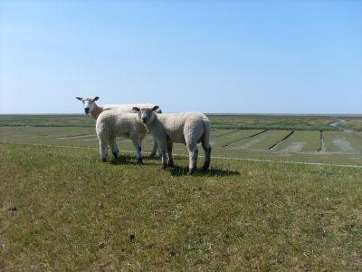 Schafe sind ein vertrautes Bild auf allen Deichen.
