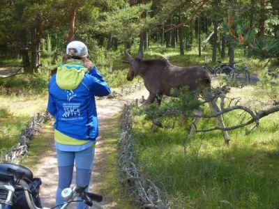 Individuelle Radreise in Baltischen L�ndern Elch
