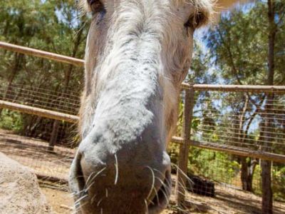 Esel-Gran Canaria Eco-Lodge