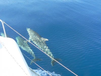segeln mit kindern in kroatien dalmatien delfine