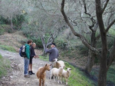 Wanderung bei Marathias auf Korfu, Ziegen, Schafe