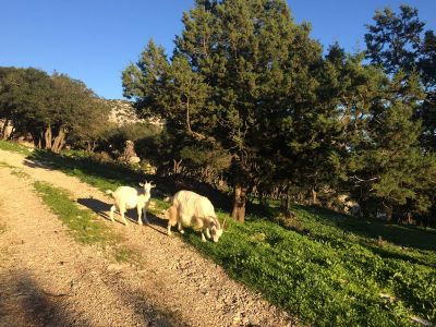 Eseltrekking f�r Familien Mittelmeerinsel