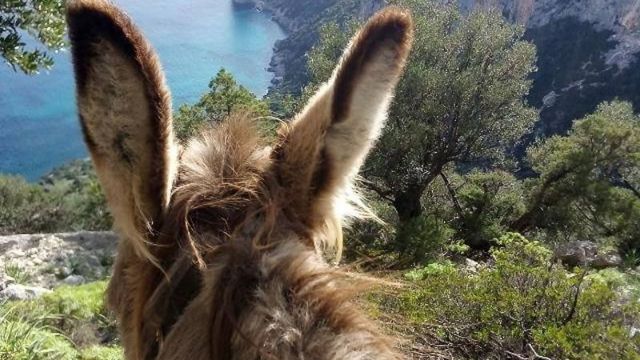 Familienferien Wandern mit Eseln Sardinien 