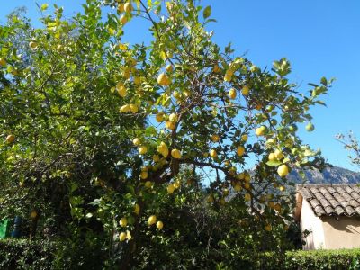 Natur erleben auf Mallorca w�hrend Wanderurlaub