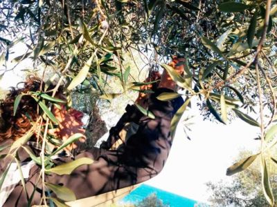 Aias pfl�ckt und erkl�rt. 