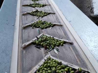 In der M�hle werden die Oliven verarbeitet