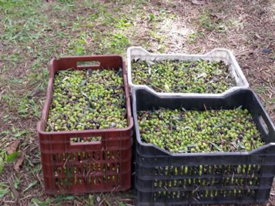 Kistenweise gr�nes Gold