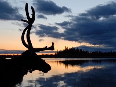 Rentier in der D�mmerung (Foto: Sandra Peter und Jochen Oetinger)